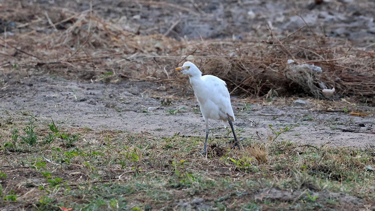 Koereiger